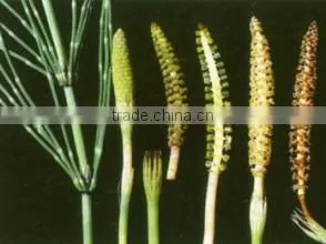 Pure and Natural Horsetail powder, Equisetum arvense extract powder, Silica 7%