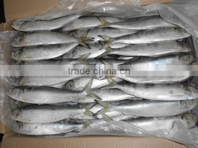 Good quality for bait frozen Sardines