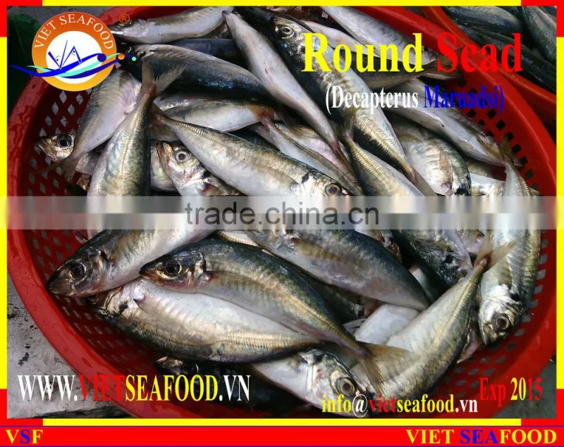 FROZEN MARUADSI WHOLE ROUND (ROUND SCAD)