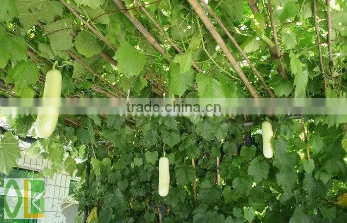 vineyard pole,raw bamboo poles wholesale