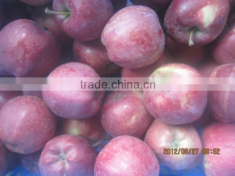 new crop red huaniu apple