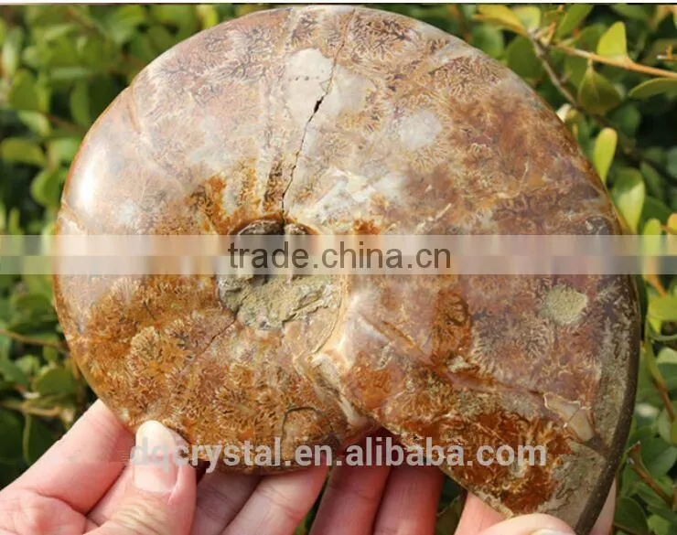 Wholesale Natural Snail Fossils animals fossils