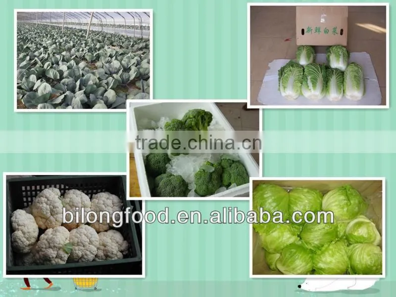 wholesale New Crop fresh chinese yam
