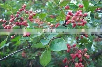 dried Sichuan pepper red