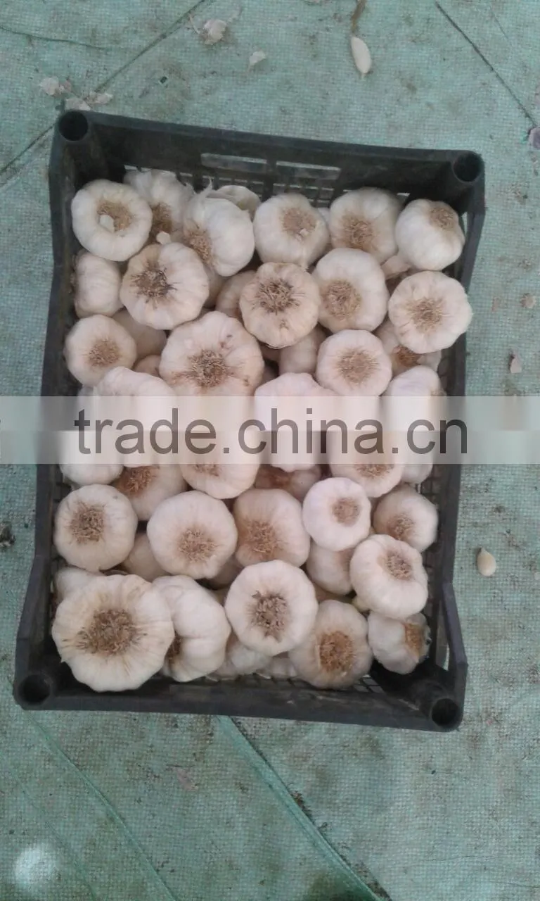 Fresh Garlic White Garlic