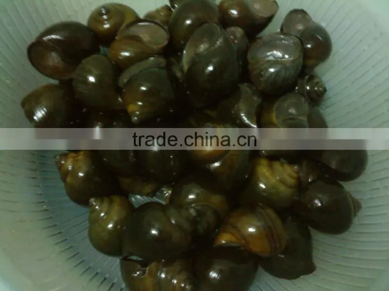 Live paddy rice snail in big quantity (Pila Polita)