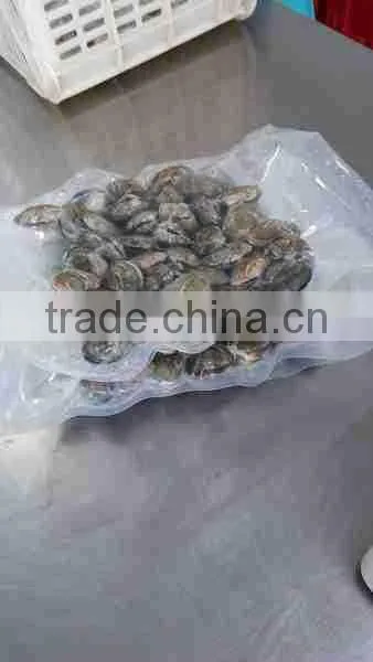 FORZEN BOILED SHORT NECKED CLAM