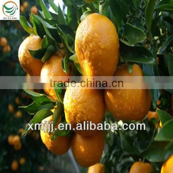Yongchun kinndow citrus oranges fresh mandarin orange citrus fruit