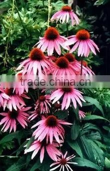 2016 Echinacea root
