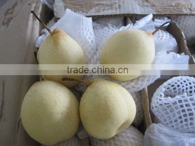fresh Ya pear supplier