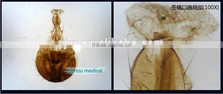 Microscope Slides 200pcs set