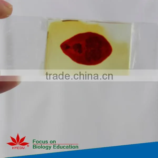 Individual microscope prepared slides Medical parasite microscope slides