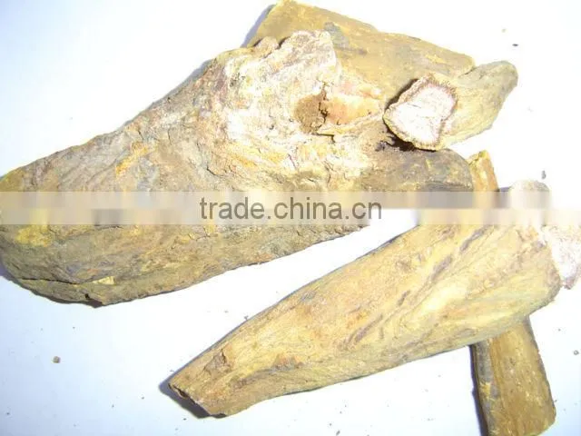 Radix Rhizoma Rhei