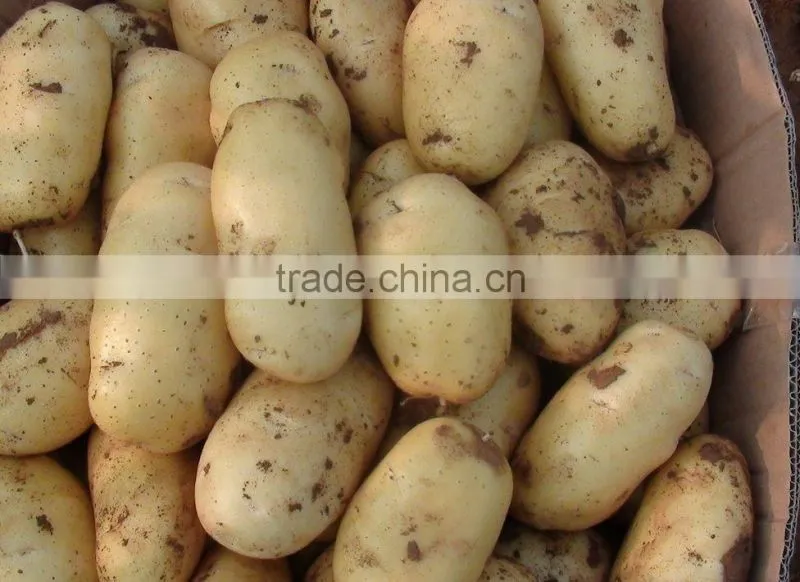 Fresh Healthy Yellow Potato For Sale