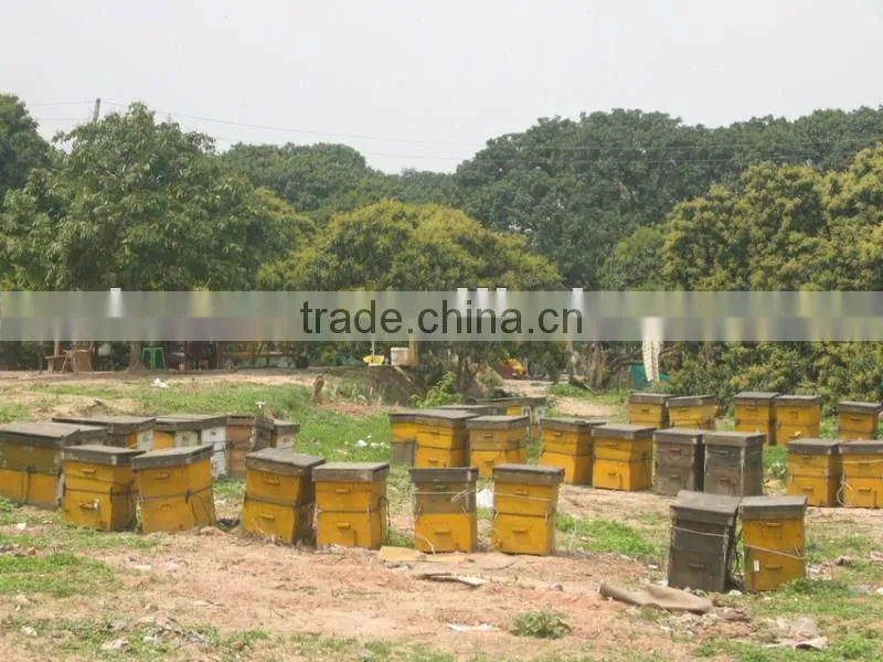 Natural Bee Propolis Extract