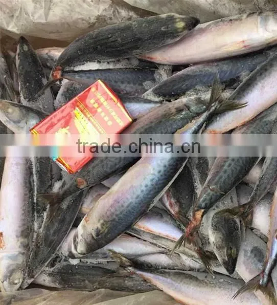 Fresh And Frozen Fish Pacific Mackerel