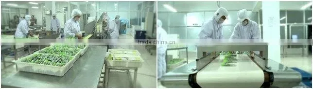 Wasabi powder high quality factory price