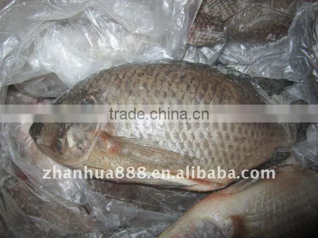 Frozen tilapia whole fish price GS