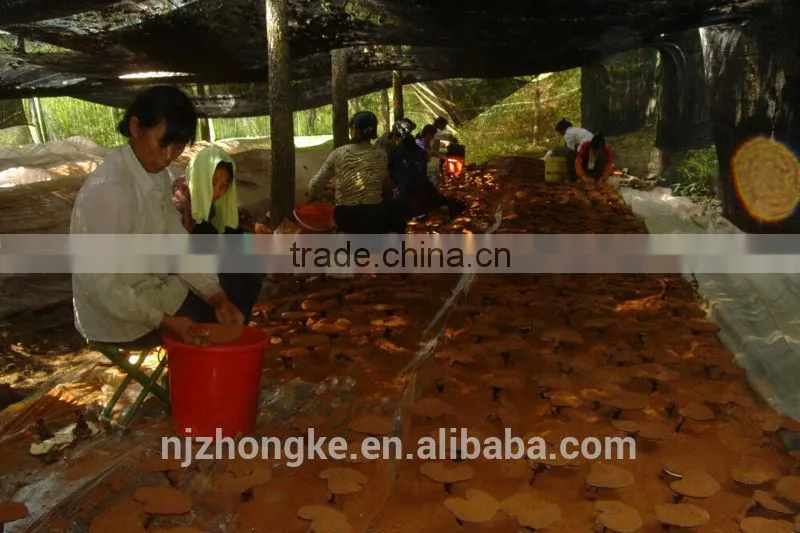 Chinese Organic Natural Herbs Lingzhi P.E. Extract GMP factory