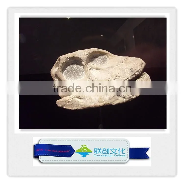 Life size dinosaur head fossils for sale