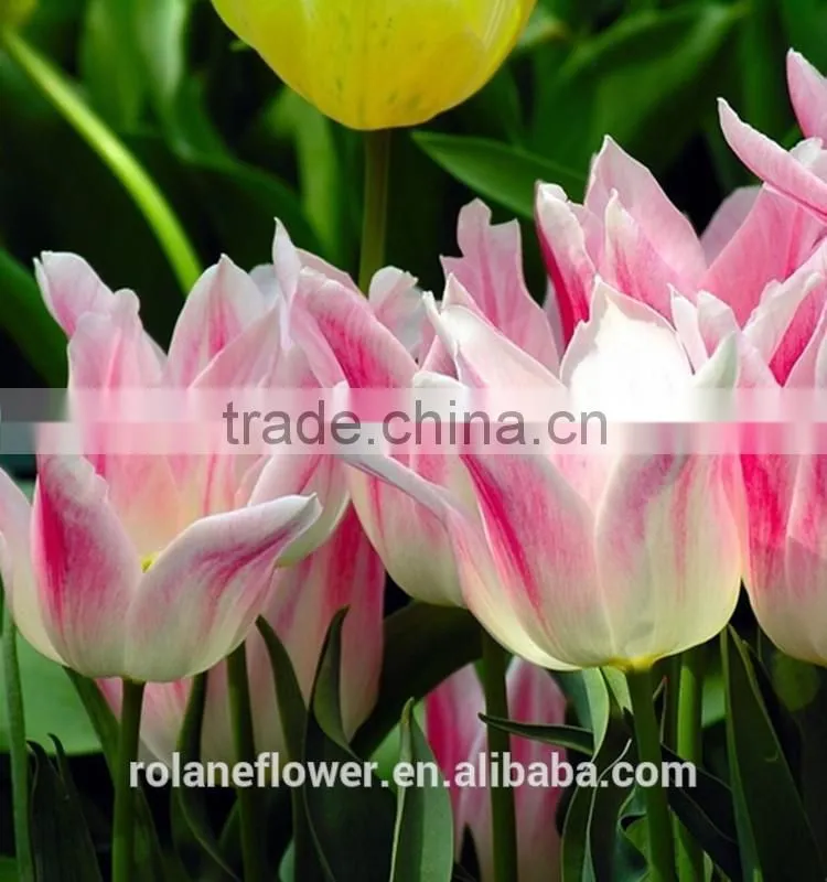 export wedding decorative fresh flower hot pink tulip