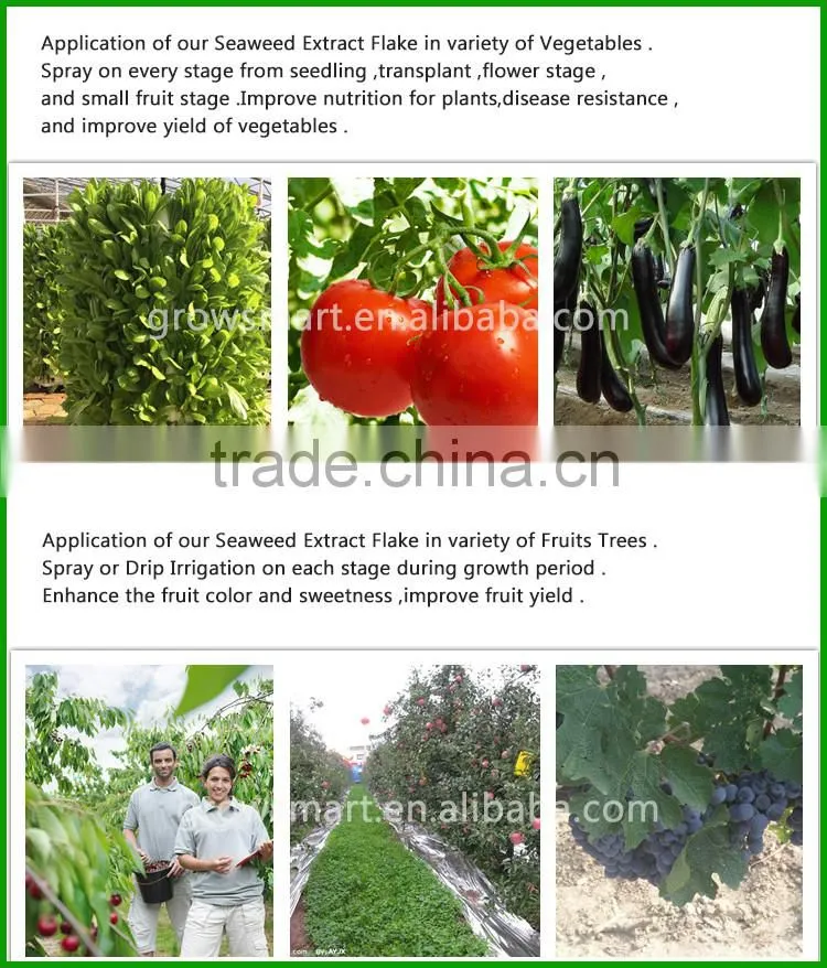 seaweed extract organic powder /flake fertilizer