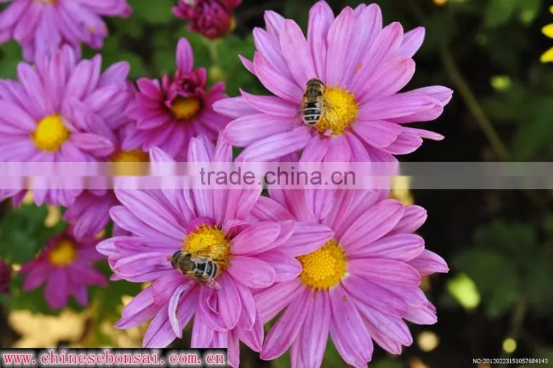 Fresh cut flower Gerbera