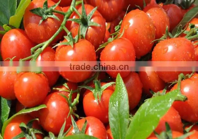 70g Tomato Paste Al Mudhish Standup in box and Sachet Pouch Tomato Paste