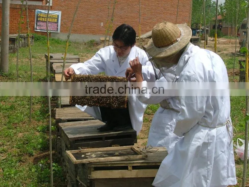 Mature sunflower pure honey in bulk or bottle packaging