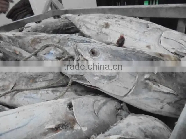 2016 Super Frozen Fish Skipjack Tuna 1.8kg up
