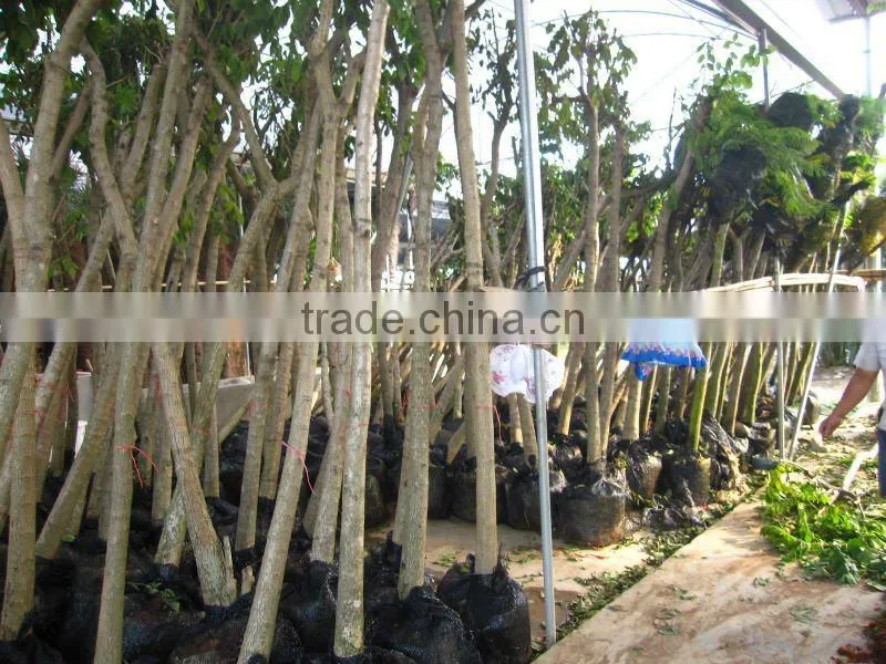 Spathodea campanulata tropical flower tree