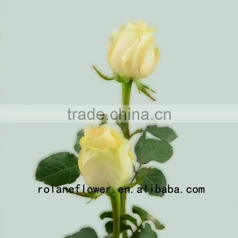 Newest dubai fresh flower importers artificial rose plant peach avalanche rose for home farms directly supply