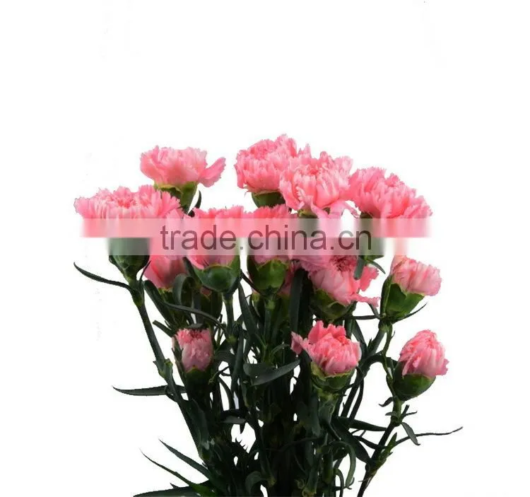 Wide variety Medium pink crazing selling carnation