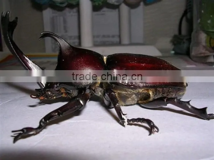 Life size simulation mantis and other insects