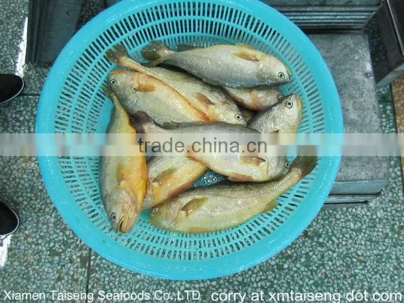 Deep frozen Croceine Chinese big whole round yellow croaker