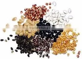 Indian Spices - Indian Origin Cumin