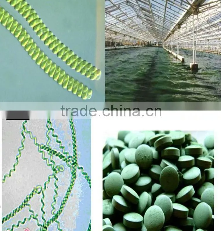 Spirulina powder rich in Calcium