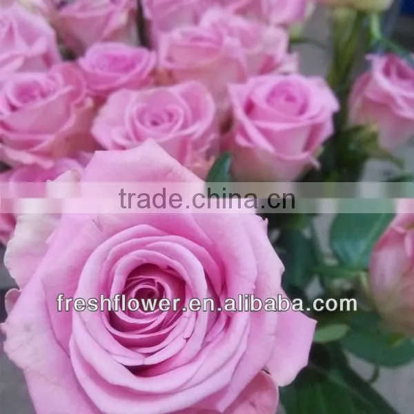 Supply high quality fresh rose flower from china