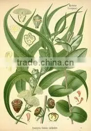 Eucalyptus Oil