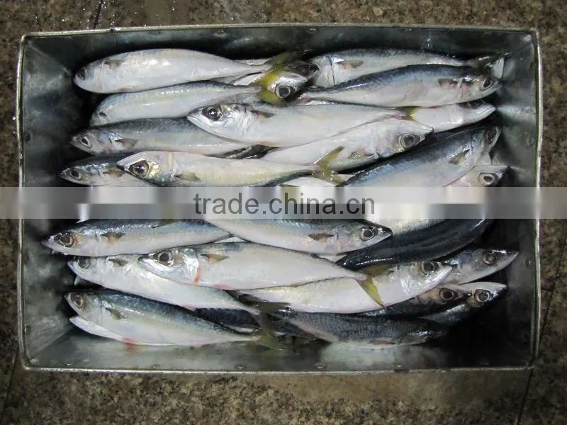 Frozen Pacific mackerel fish seafrozen for common use
