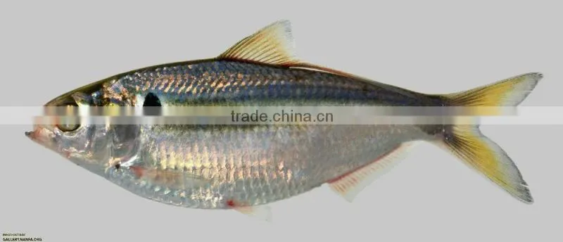 fast sinking fishing lure multi jointed fishing lure shad swimbaits making