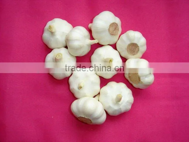 2012 crop pure white garlic