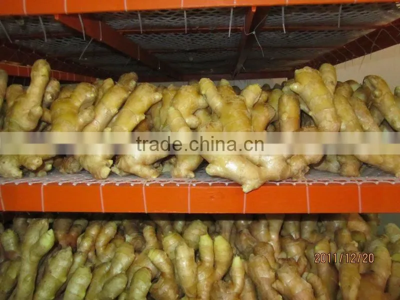 Organic fresh ginger