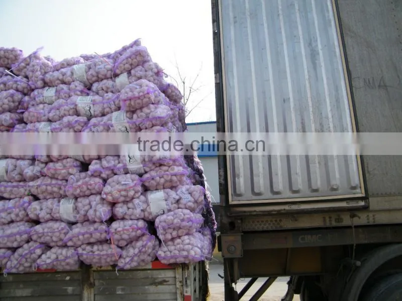 Low Price Buy Chinese Garlic