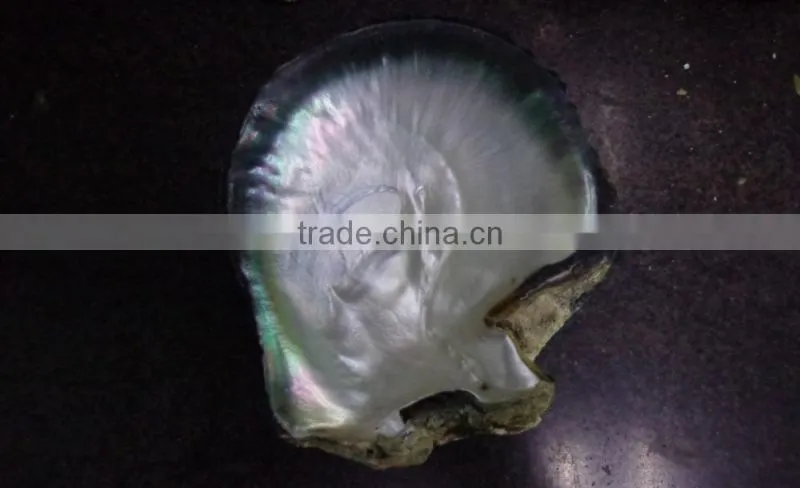 Big black lip mother of pearl raw shell products