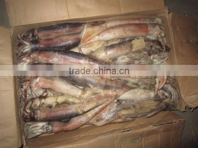 Frozen Squid todarodes pacificus