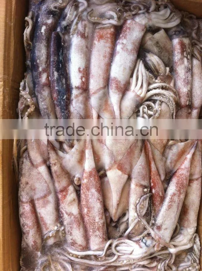 Frozen Squid todarodes pacificus300-500g