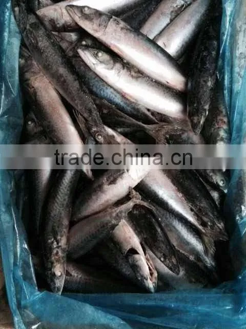 Frozen Pacific Mackerel Fish Whole Round