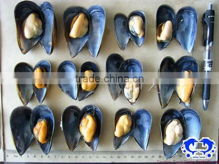 seafood frozen mussel meat in half shell