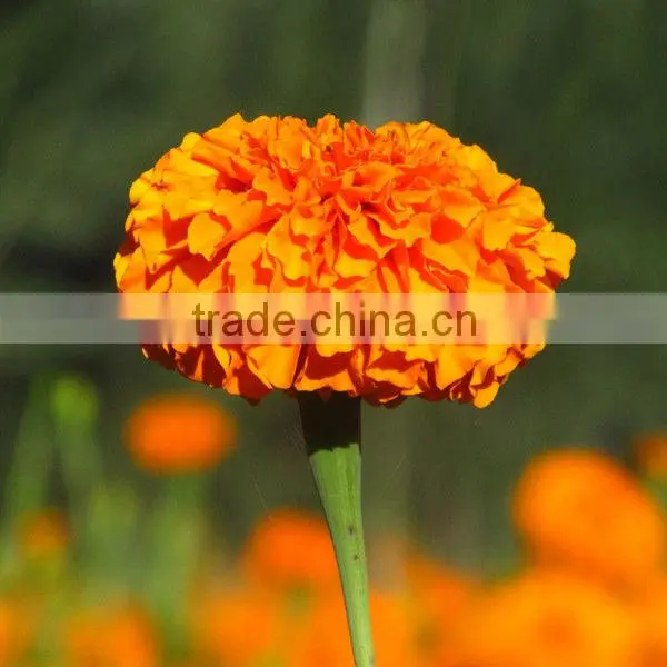 Natural Plant Extract Lutein Powder